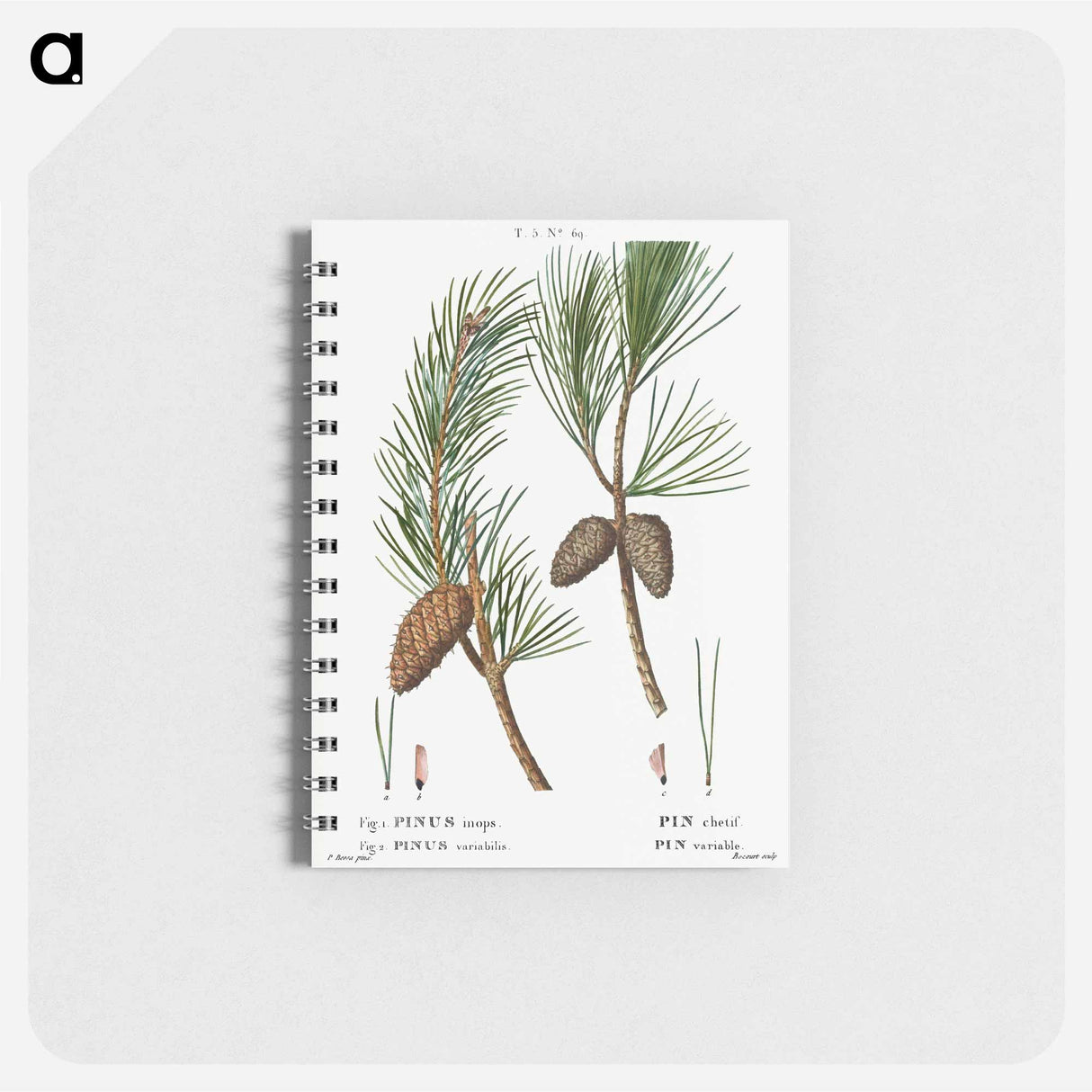 Virginia pine, Pinus inops and Shortleaf pine, Pinus variabilis - ピエール ジョゼフ ルドゥーテ Memo.