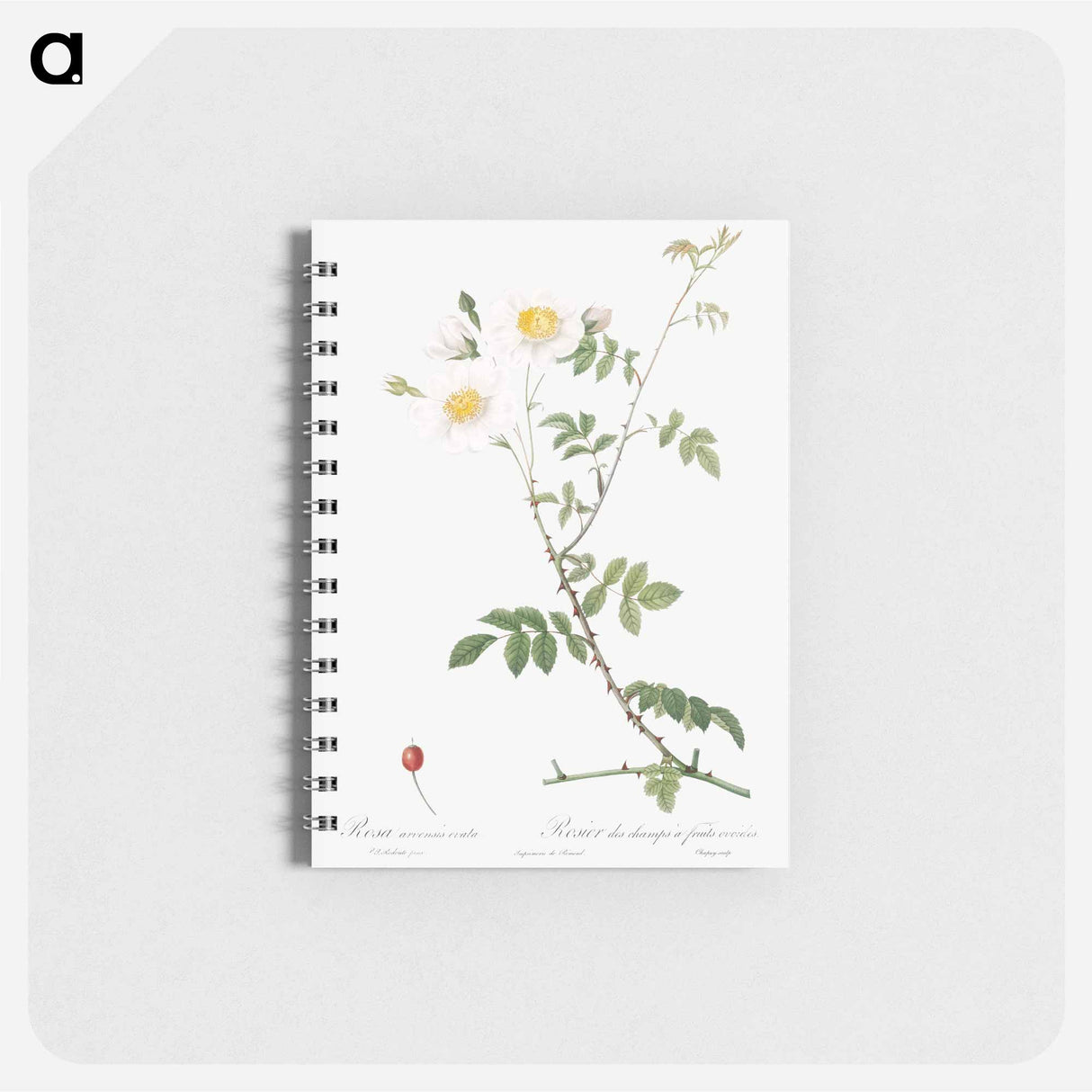 Peach - ピエール ジョゼフ ルドゥーテ Memo.