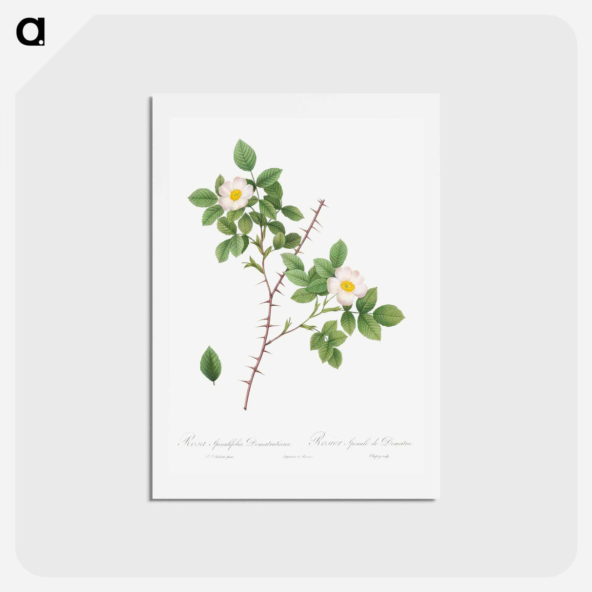 アートポストカード-Spiny-Leaved Rose of Dematra - ピエール ジョゼフ ルドゥーテ Postcard.
