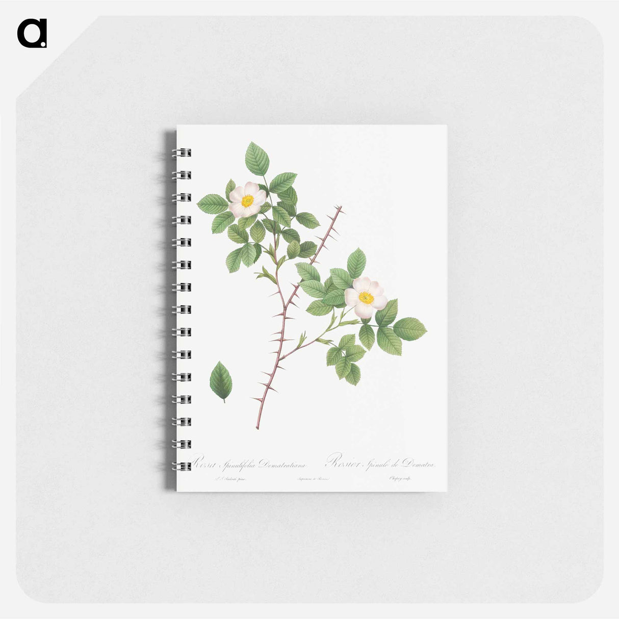 Spiny-Leaved Rose of Dematra - ピエール ジョゼフ ルドゥーテ Memo.