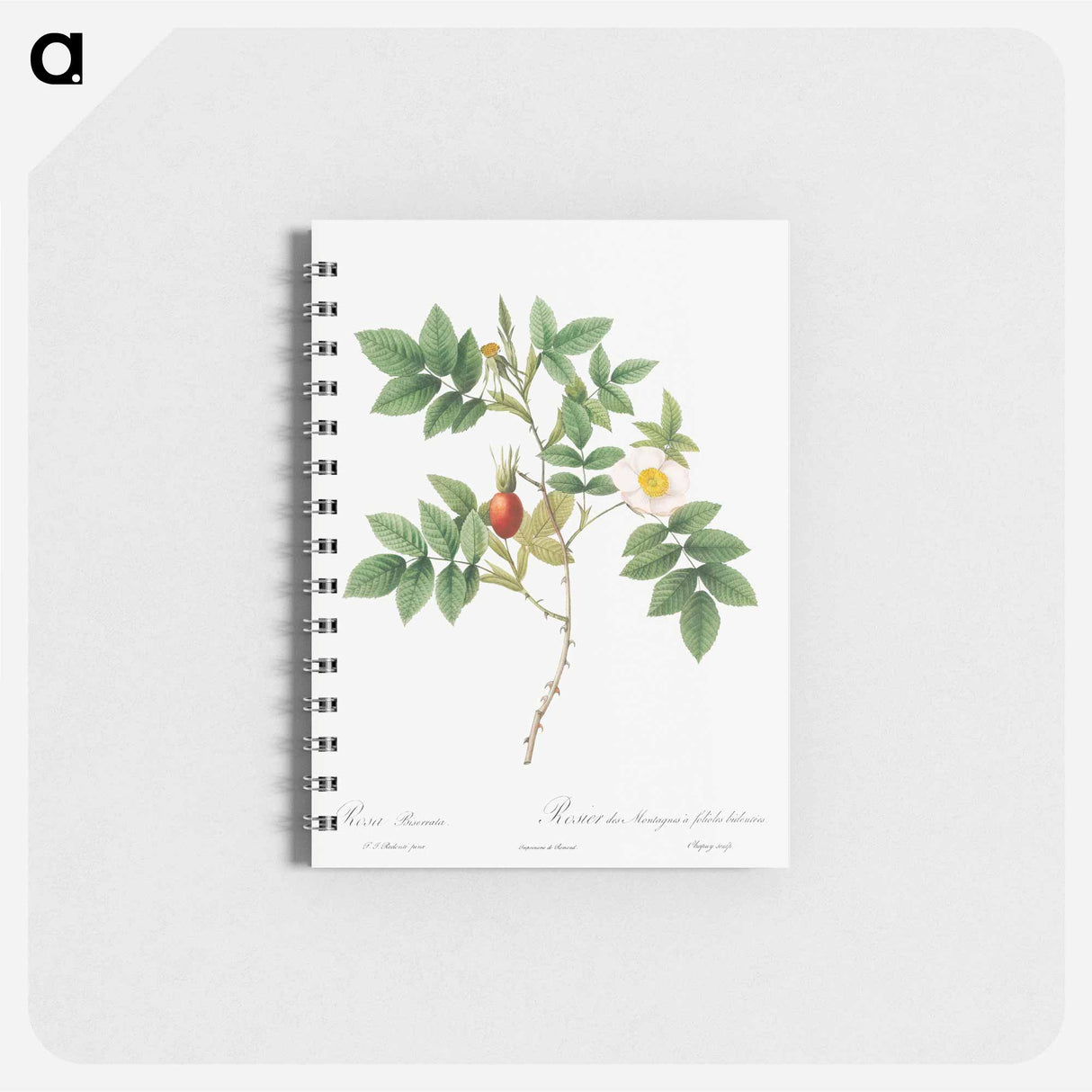 Bidentate Mountain Rose - ピエール ジョゼフ ルドゥーテ Memo.