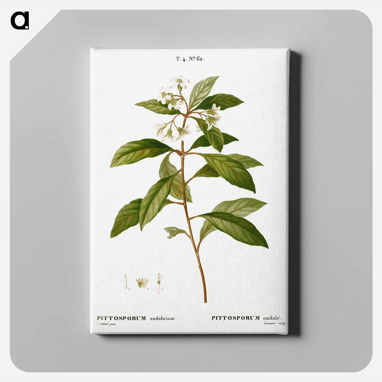 アートパネル-Sweet pittosporum - ピエール ジョゼフ ルドゥーテ Canvas.
