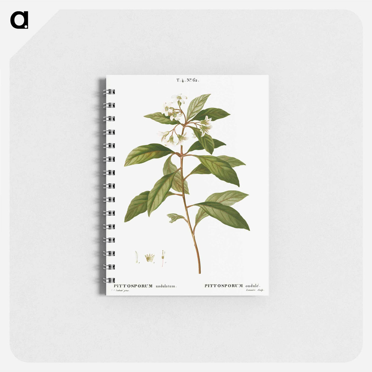 Sweet pittosporum - ピエール ジョゼフ ルドゥーテ Memo.