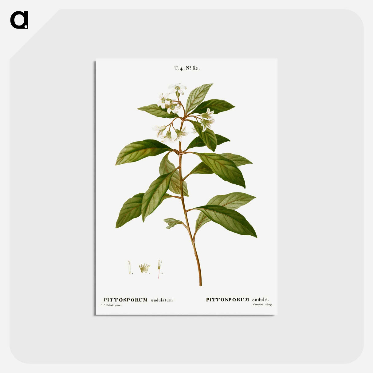アートポストカード-Sweet pittosporum - ピエール ジョゼフ ルドゥーテ Postcard.
