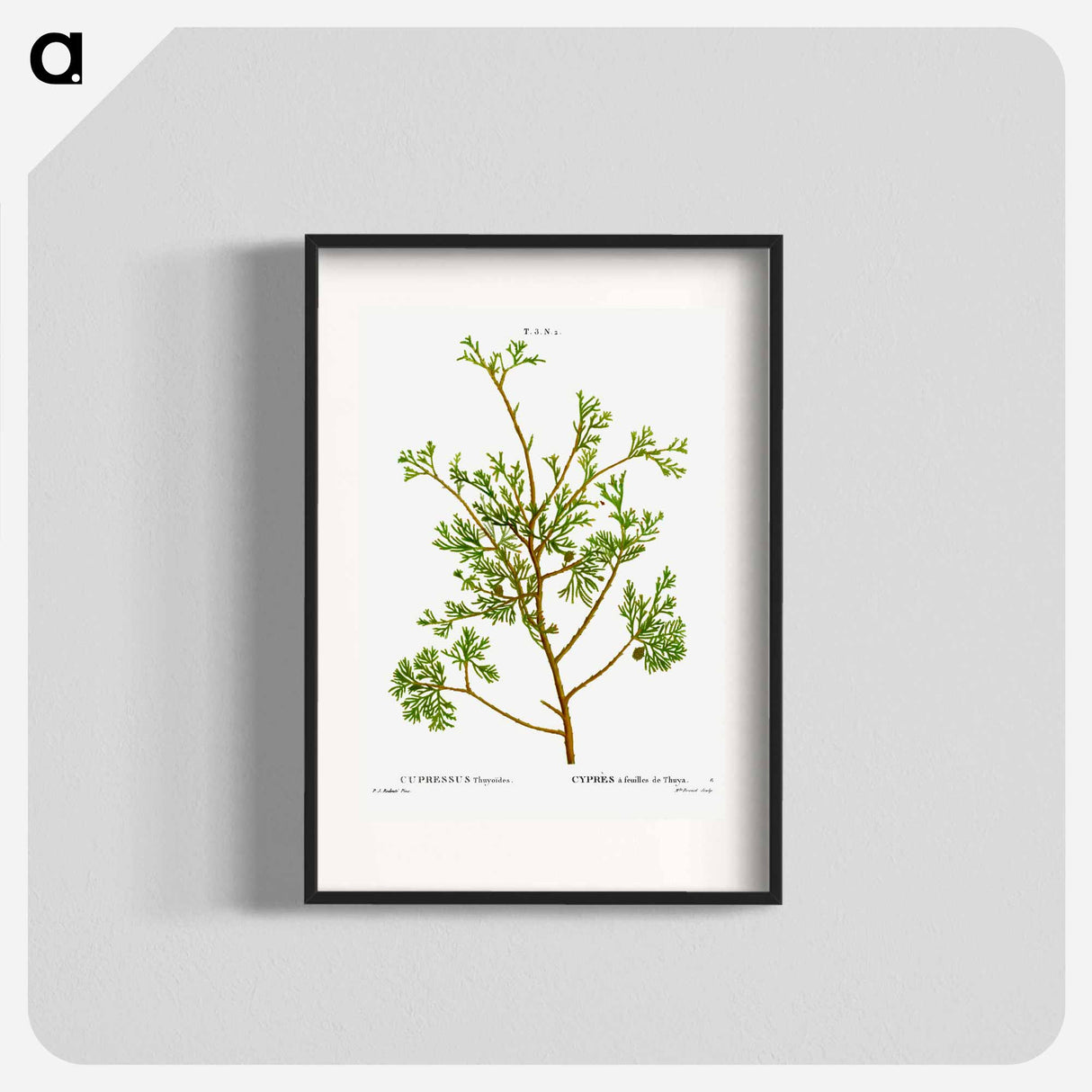 アートポスター-Atlantic white cypress - ピエール ジョゼフ ルドゥーテ Poster.