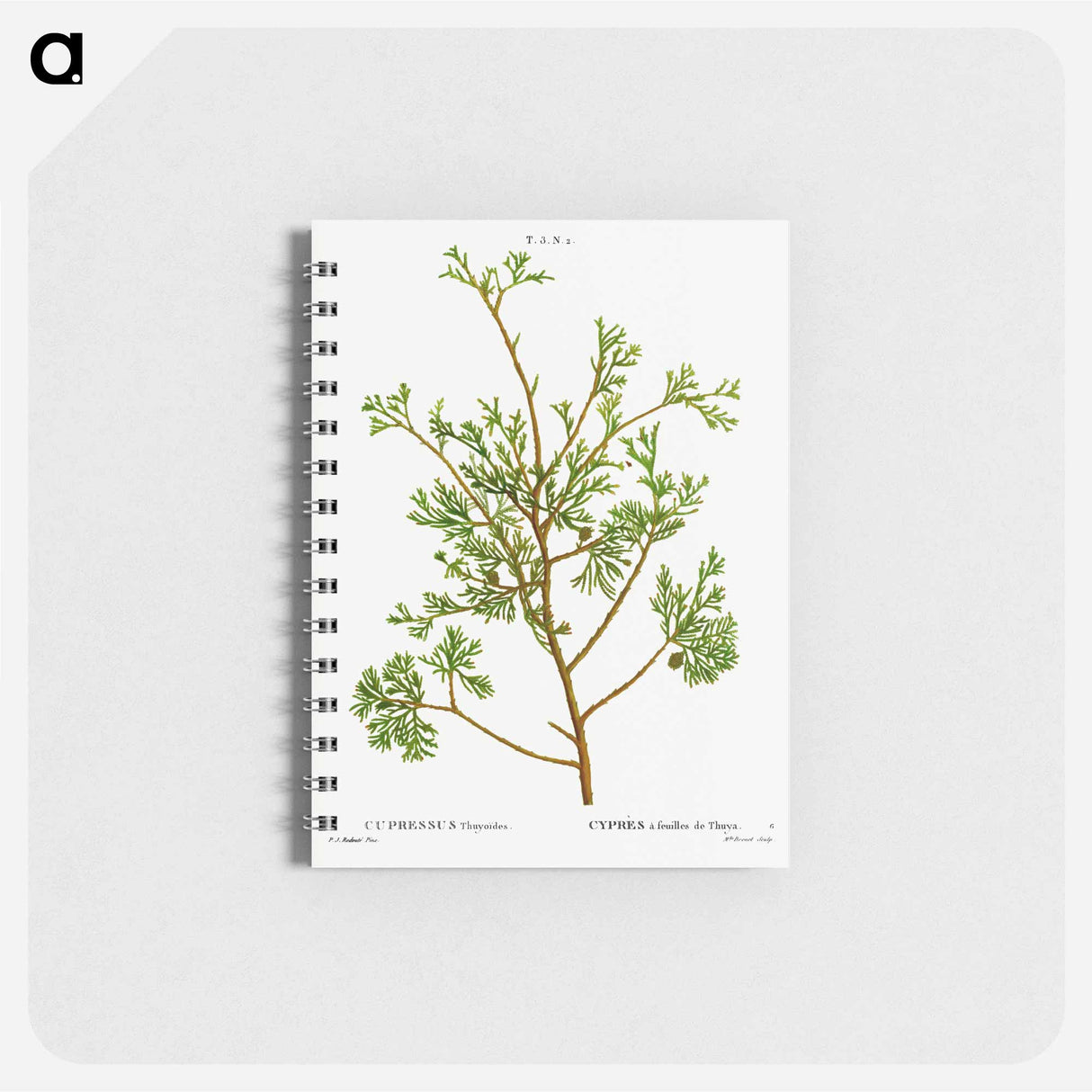 Atlantic white cypress - ピエール ジョゼフ ルドゥーテ Memo.