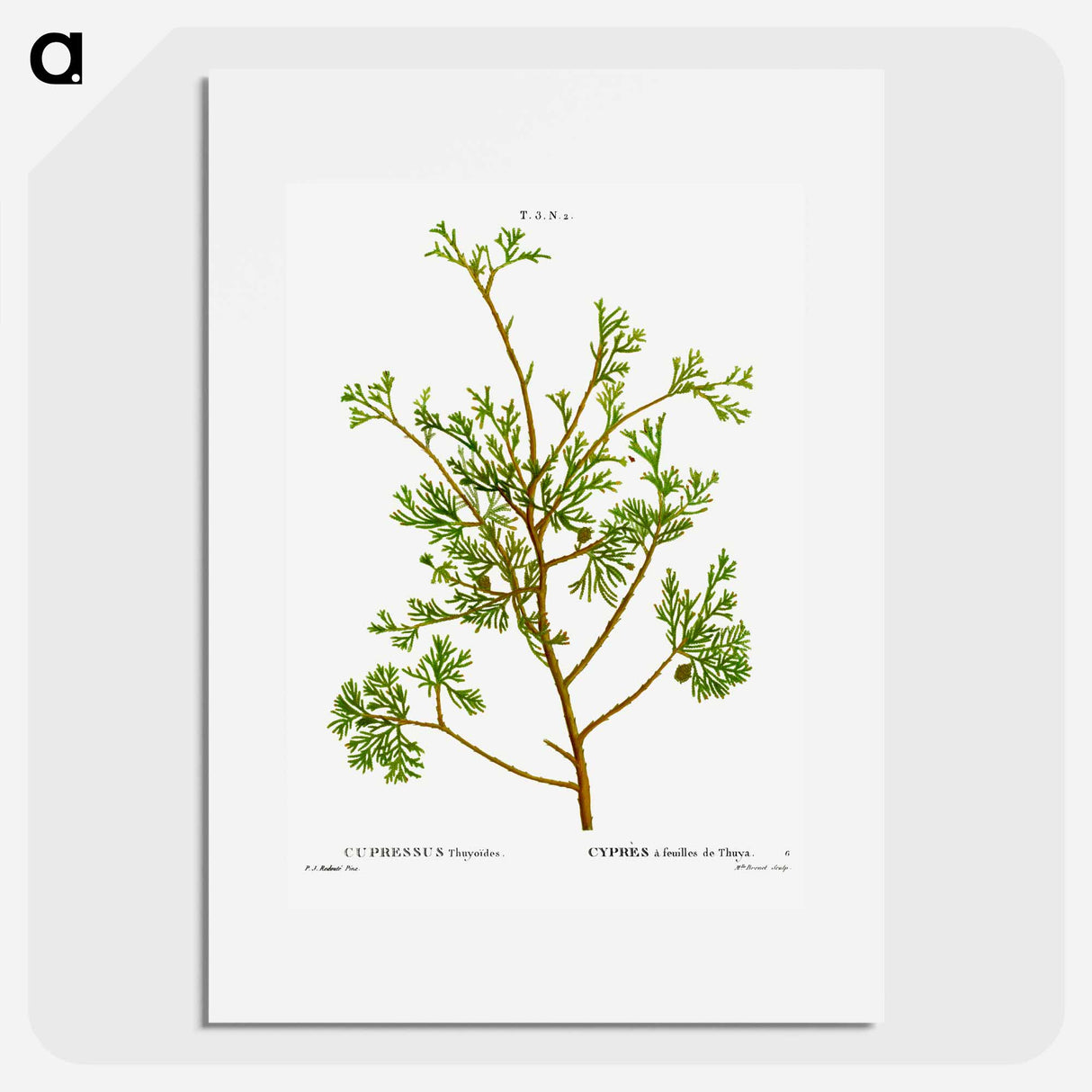 アートポスター-Atlantic white cypress - ピエール ジョゼフ ルドゥーテ Poster.