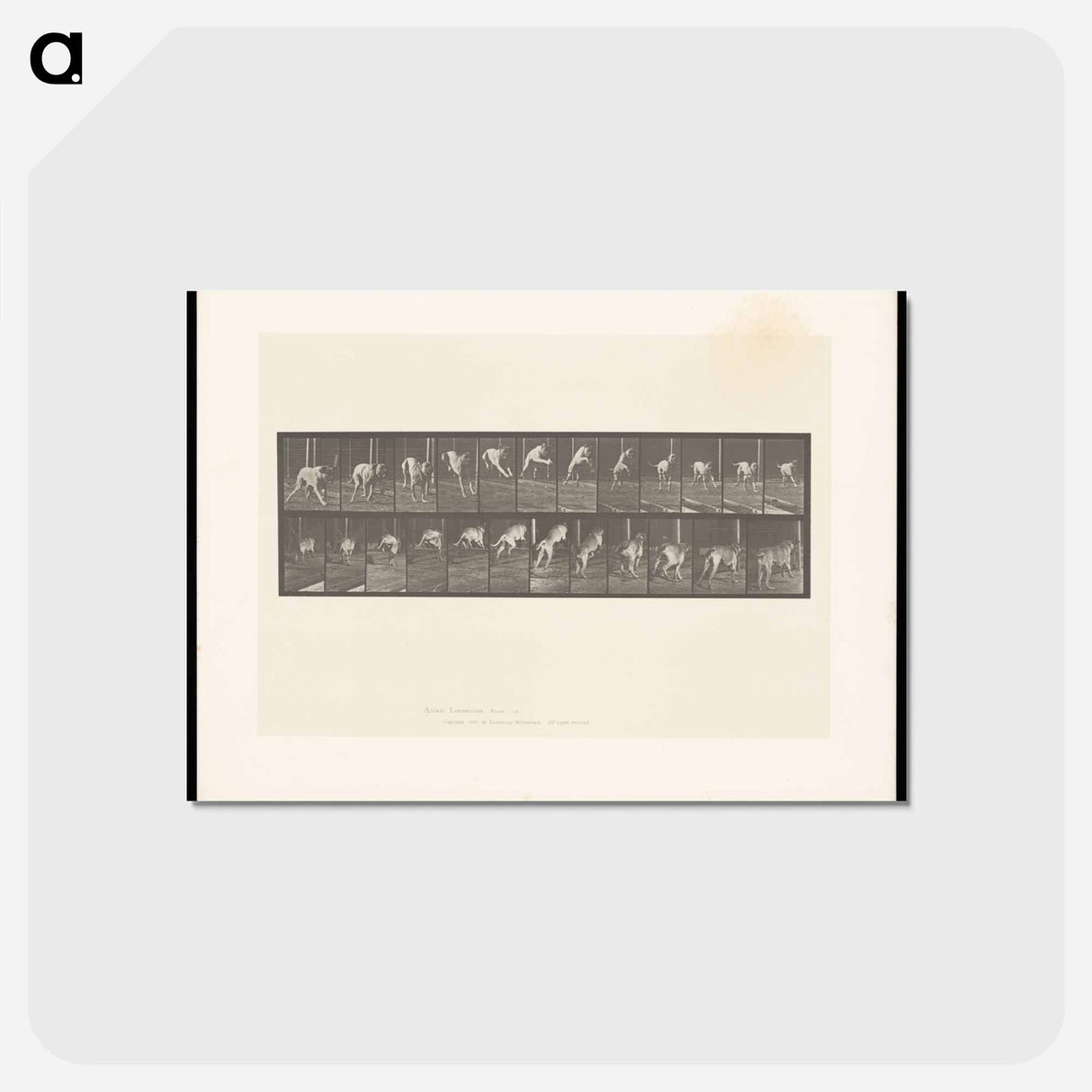 アートポストカード-Dog Jumping a Hurdle
- エドワード マイブリッジ Postcard.