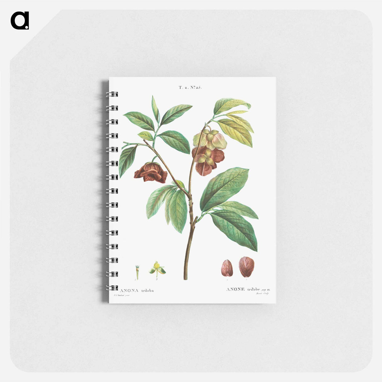 Papaw (Annona triloba) - ピエール ジョゼフ ルドゥーテ Memo.