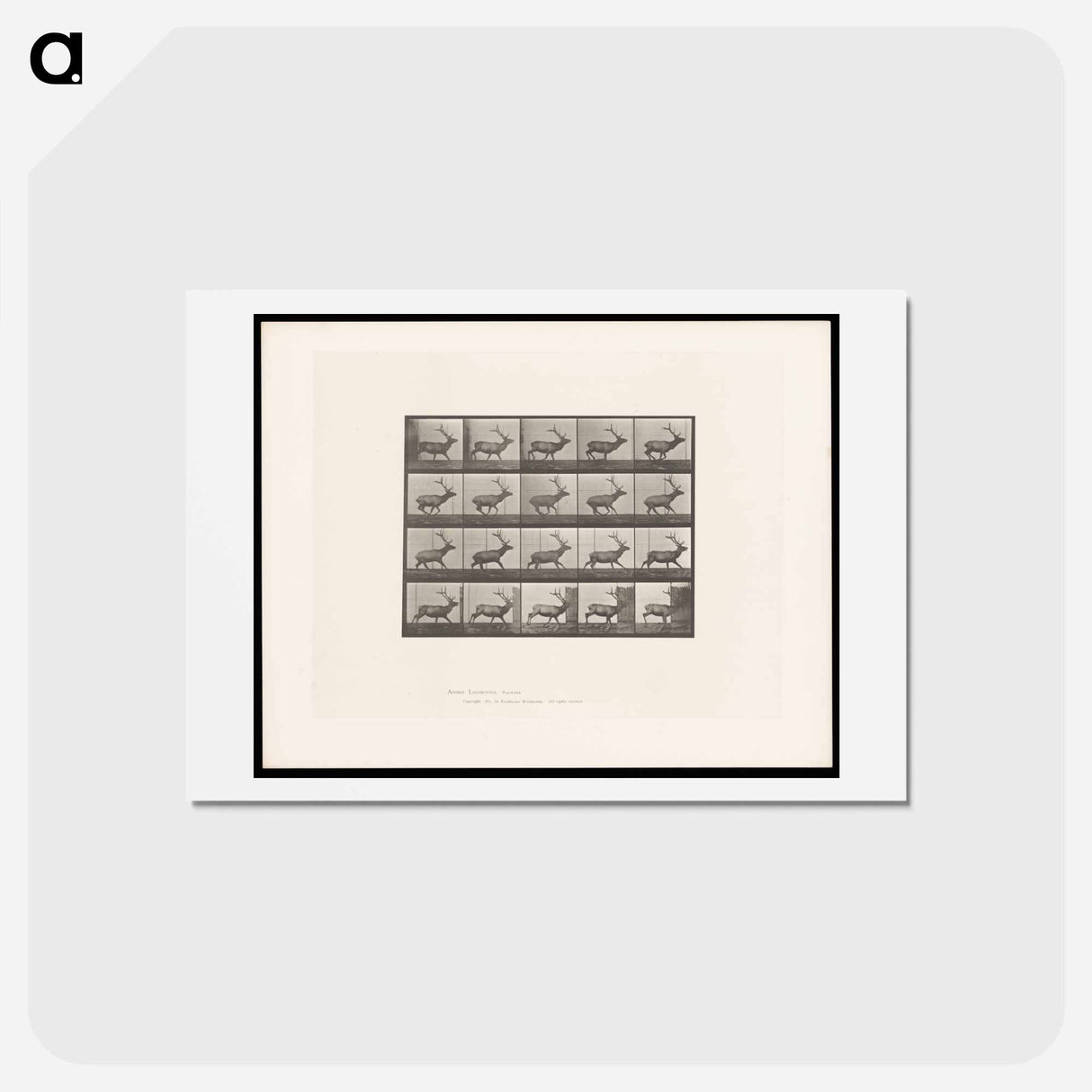 アートポストカード-Running Elk
- エドワード マイブリッジ Postcard.