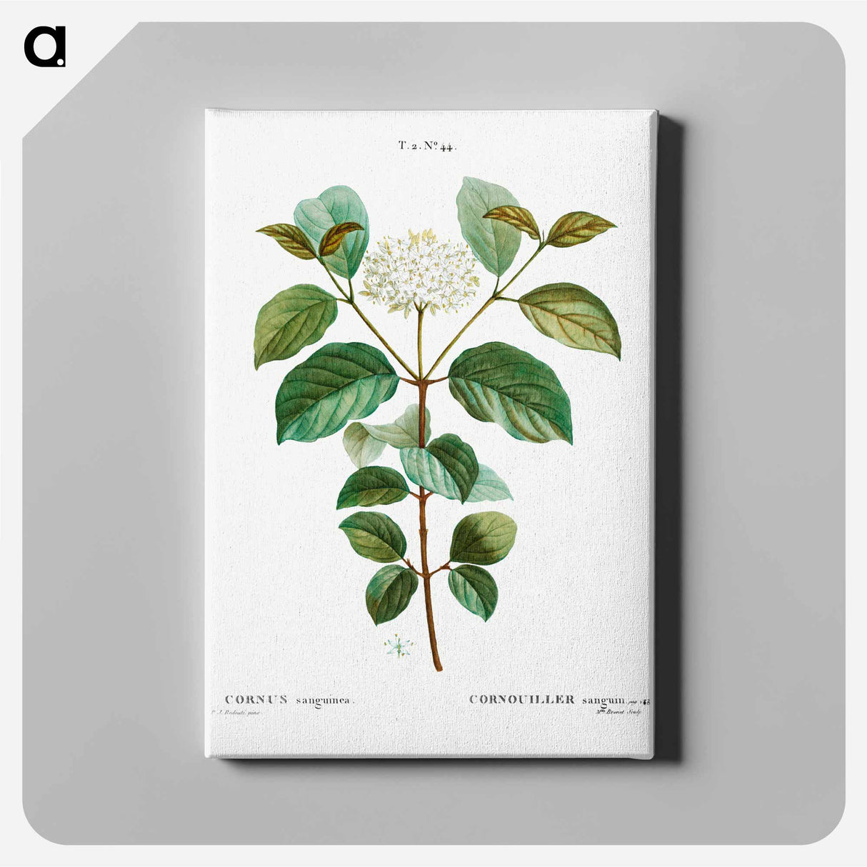 アートパネル-Common dogwood - ピエール ジョゼフ ルドゥーテ Canvas.