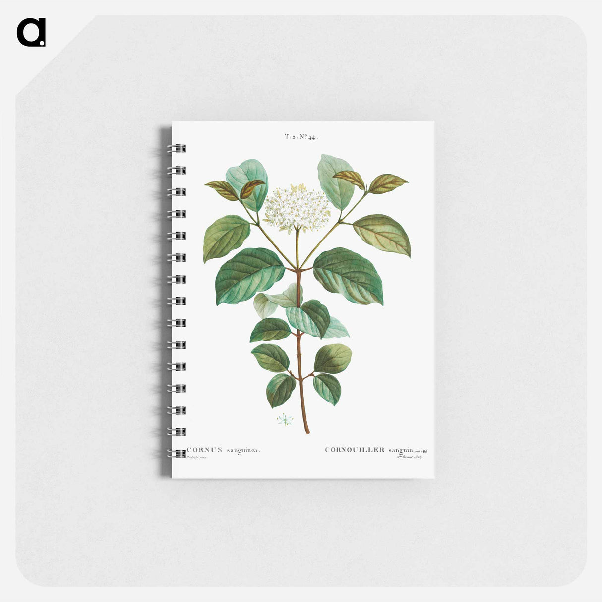 Common dogwood - ピエール ジョゼフ ルドゥーテ Memo.