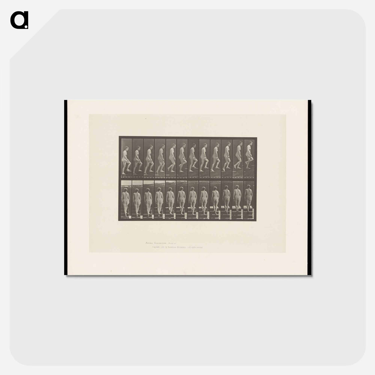 アートポストカード-Nude Descending a Staircase
- エドワード マイブリッジ Postcard.