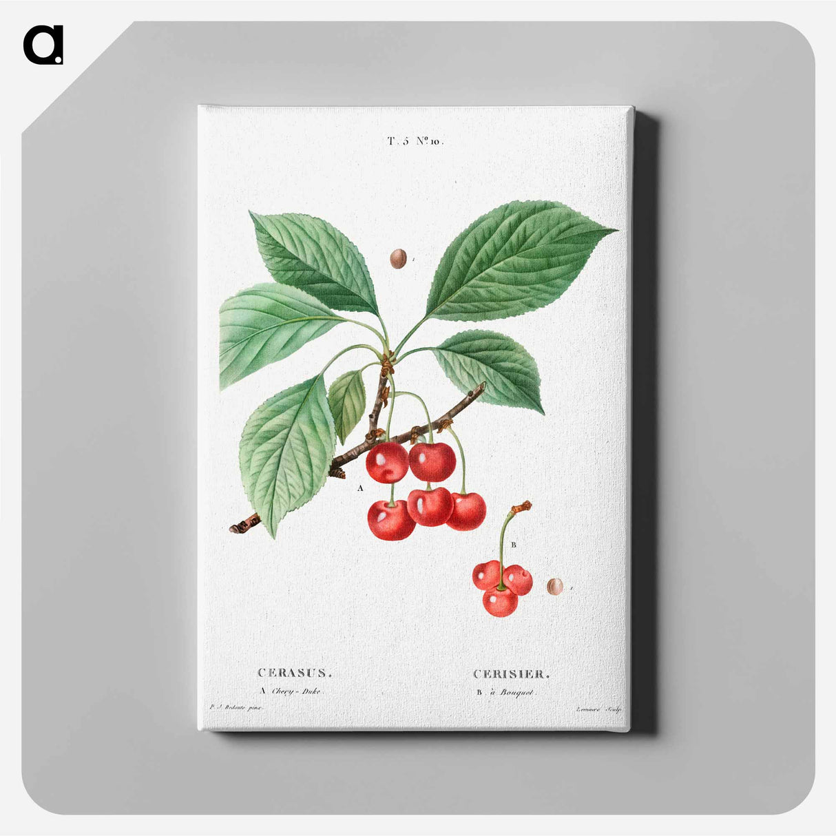 アートパネル-Cherry, Cerasus - ピエール ジョゼフ ルドゥーテ Canvas.
