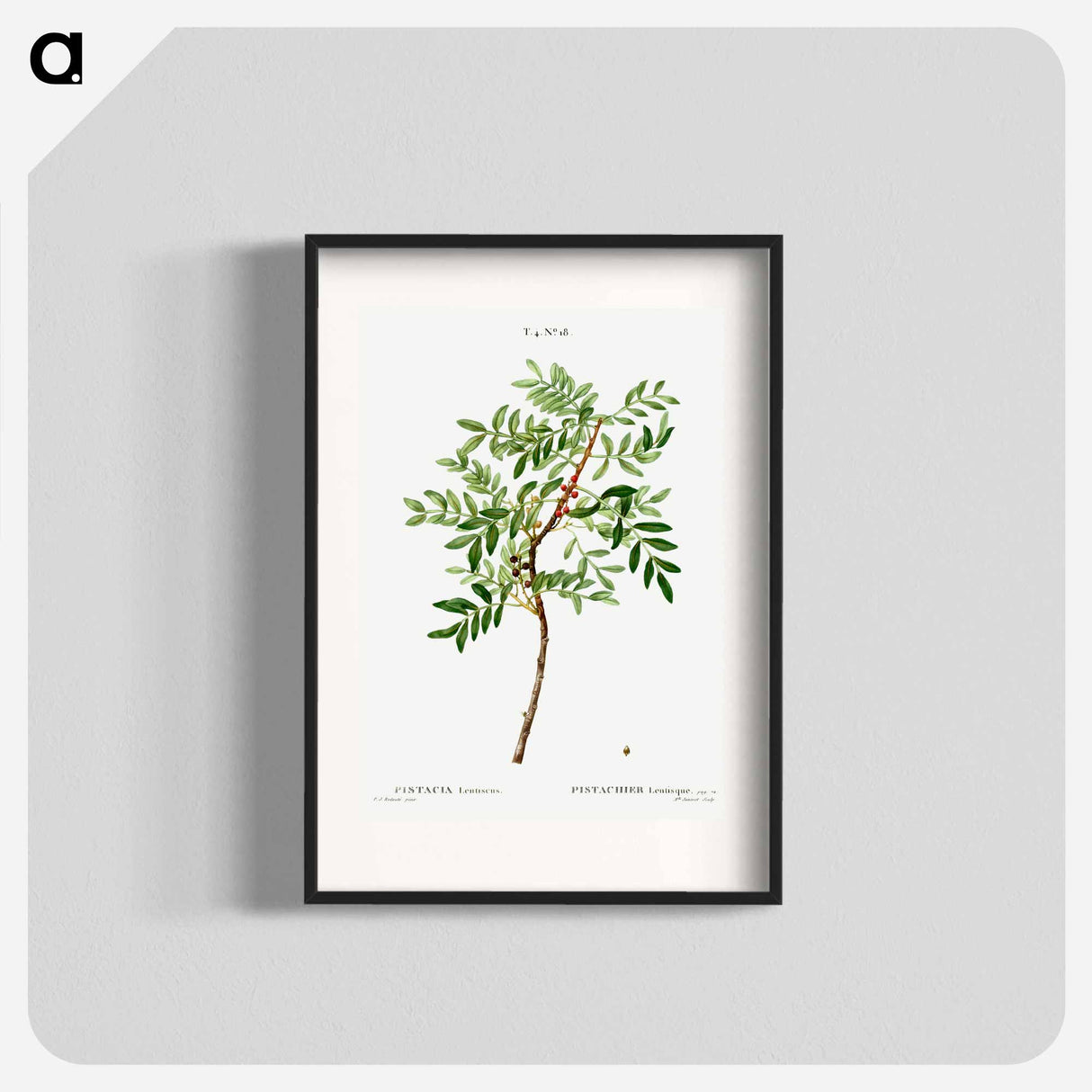 Lentisk, Pistacia lentiscus - Pierre-Joseph Redouté Poster.