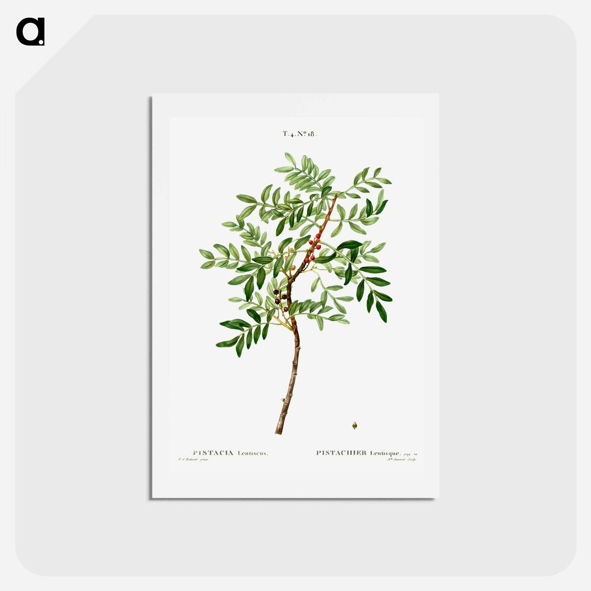 アートポストカード-Lentisk, Pistacia lentiscus - ピエール ジョゼフ ルドゥーテ Postcard.