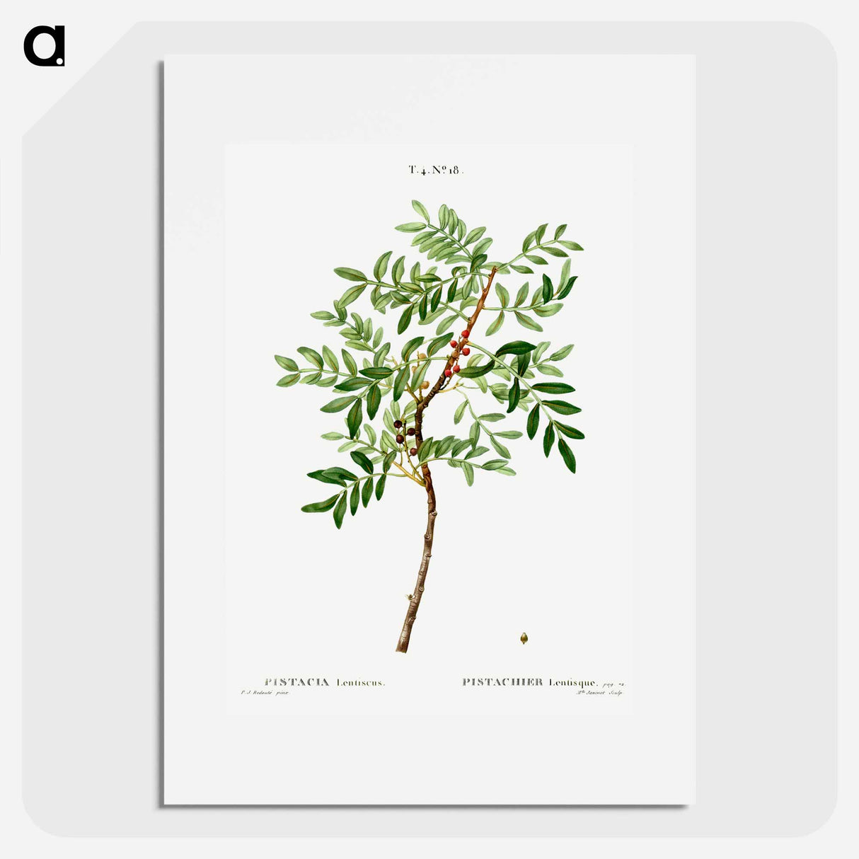Lentisk, Pistacia lentiscus - Pierre-Joseph Redouté Poster.