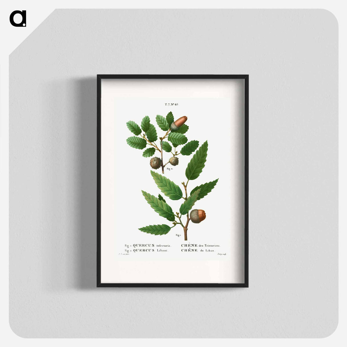 アートポスター-Aleppo oak, Quercus infectoria 2. Lebanon oak, Quercus Libani from Traité des Arbres et Arbustes que l'on cultive en France en pleine terre - ピエール ジョゼフ ルドゥーテ Poster.
