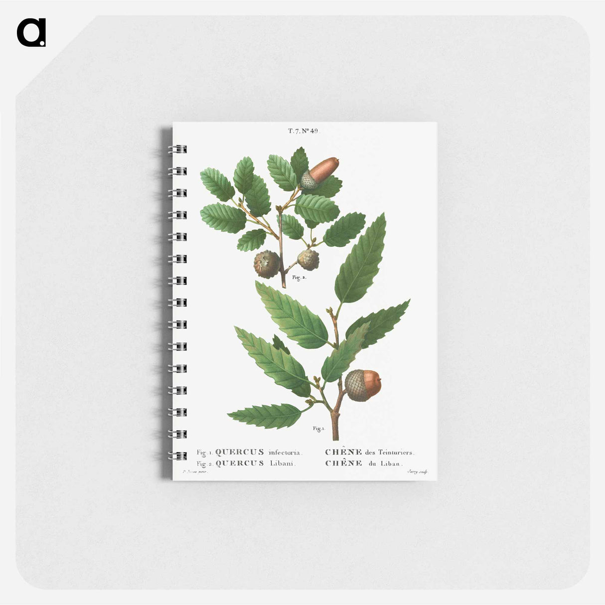 アートメモ帳-Aleppo oak, Quercus infectoria 2. Lebanon oak, Quercus Libani from Traité des Arbres et Arbustes que l'on cultive en France en pleine terre - ピエール ジョゼフ ルドゥーテ Memo.