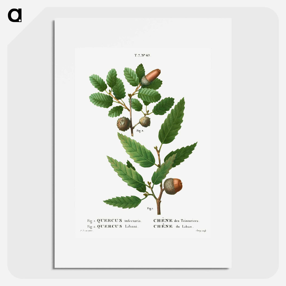 アートポスター-Aleppo oak, Quercus infectoria 2. Lebanon oak, Quercus Libani from Traité des Arbres et Arbustes que l'on cultive en France en pleine terre - ピエール ジョゼフ ルドゥーテ Poster.