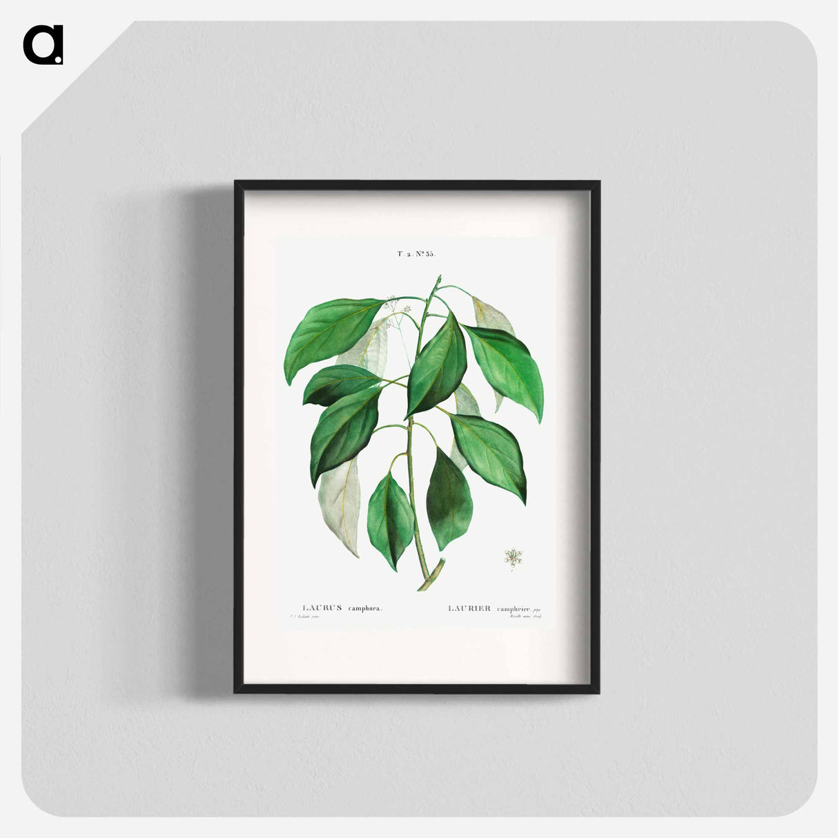 アートポスター-Camphor tree - ピエール ジョゼフ ルドゥーテ Poster.