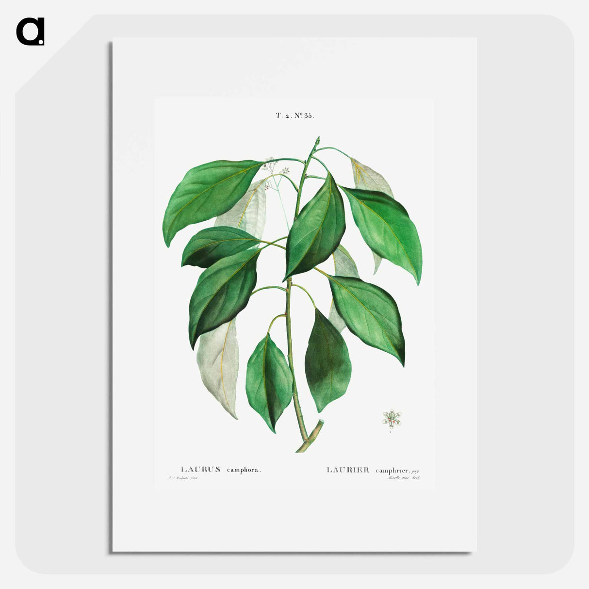 Camphor tree - Pierre Joseph Redouté Poster.