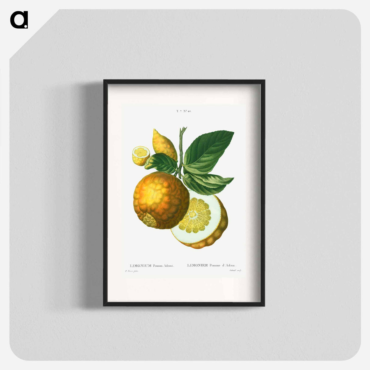 Adam's apple - Pierre Joseph Redouté Poster.