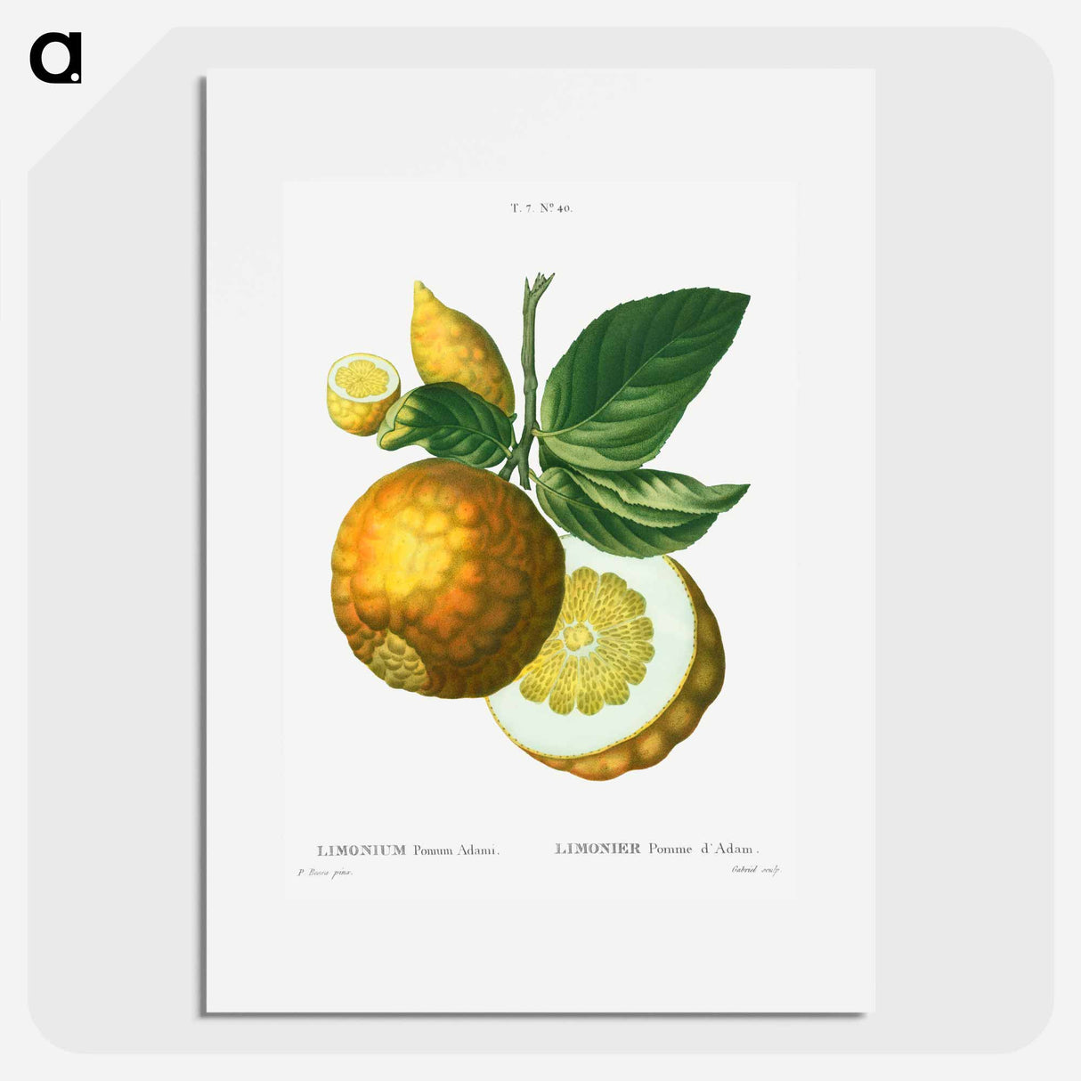 Adam's apple - Pierre Joseph Redouté Poster.