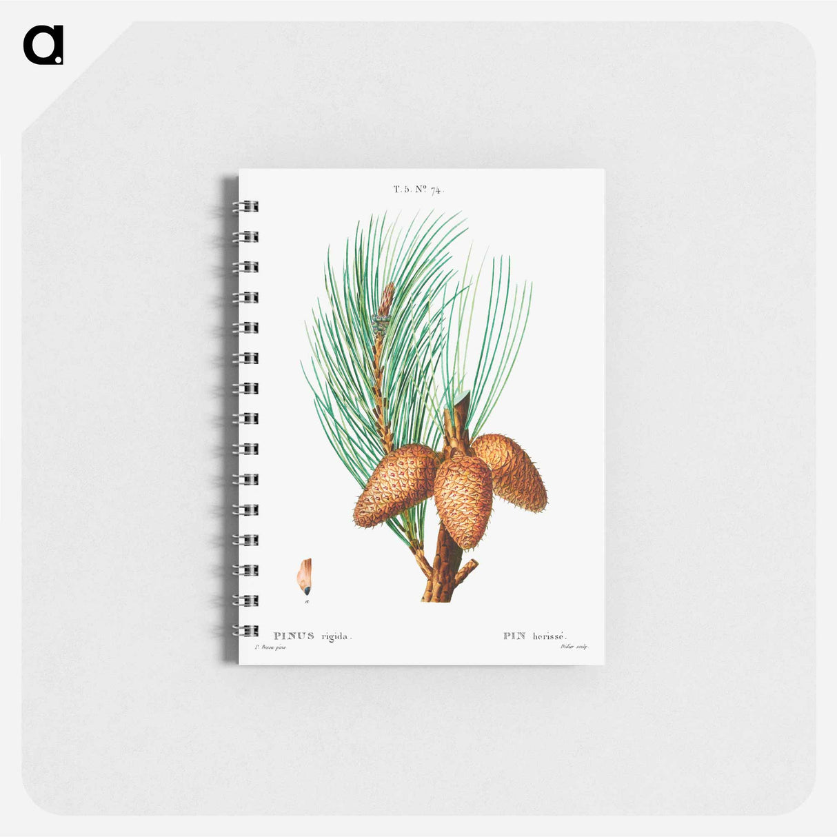 Pitch pine - ピエール ジョゼフ ルドゥーテ Memo.