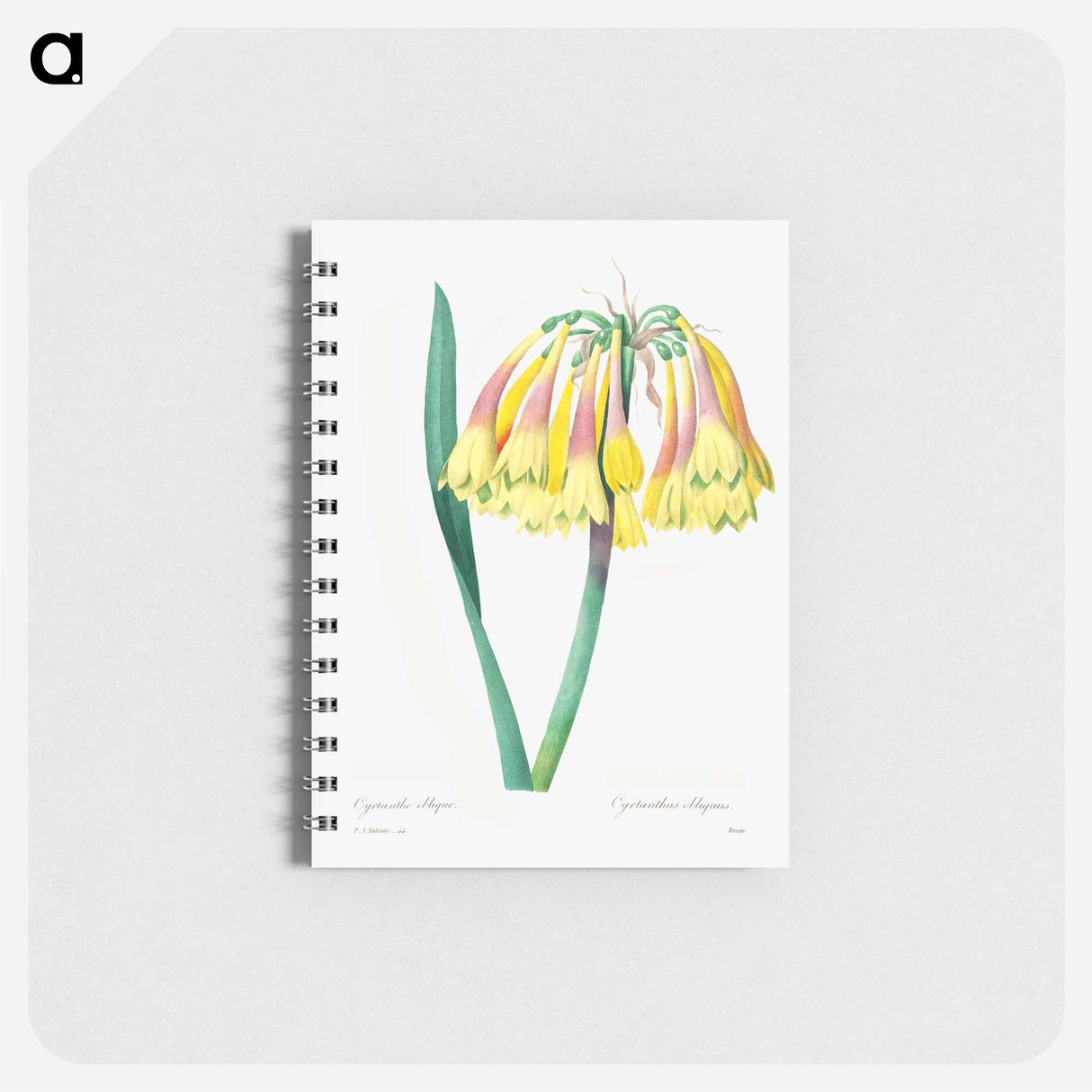 Antique plant - ピエール ジョゼフ ルドゥーテ Memo.