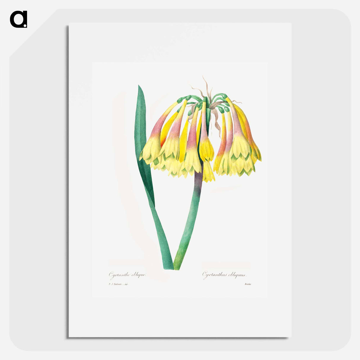 アートポスター-Antique plant - ピエール ジョゼフ ルドゥーテ Poster.