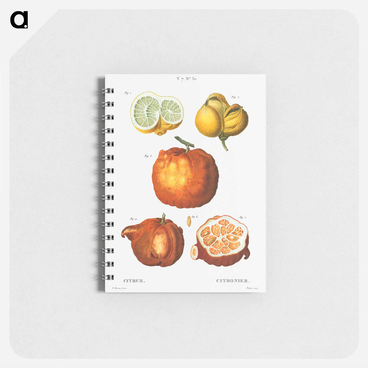 Citrus in various shapes and sizes - ピエール ジョゼフ ルドゥーテ Memo.