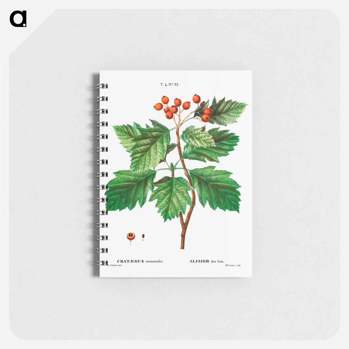 Hawthorn - ピエール ジョゼフ ルドゥーテ Memo.