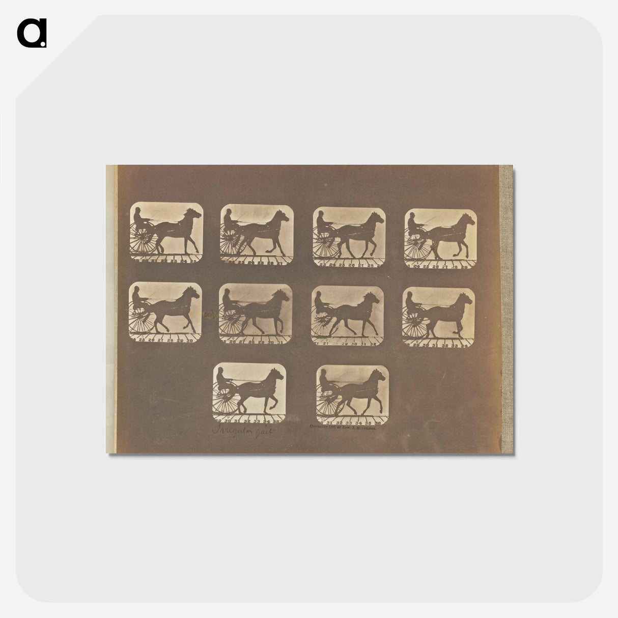 アートポストカード-Irregular Gait
- エドワード マイブリッジ Postcard.