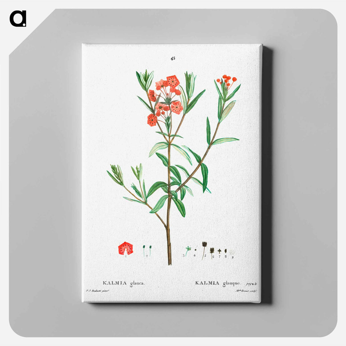 アートパネル-Kalmia glauca (Kalmia glauque) - ピエール ジョゼフ ルドゥーテ Canvas.