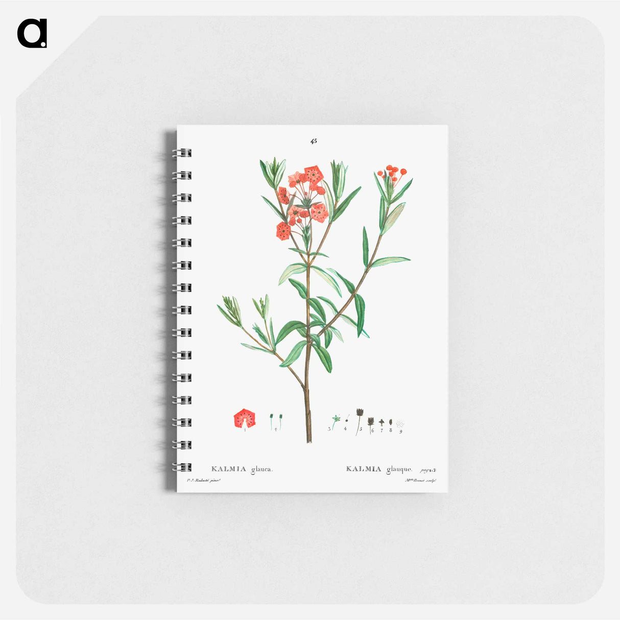 Kalmia glauca (Kalmia glauque) - ピエール ジョゼフ ルドゥーテ Memo.