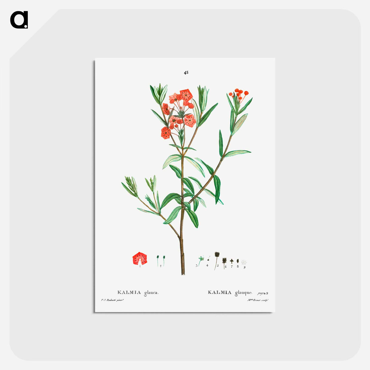 アートポストカード-Kalmia glauca (Kalmia glauque) - ピエール ジョゼフ ルドゥーテ Postcard.