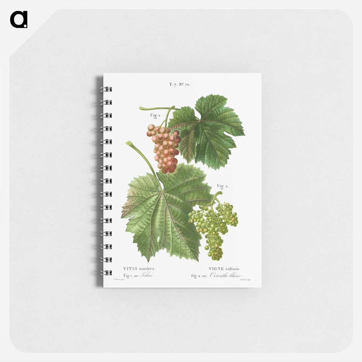 Grape vine, Vitis vinifera - ピエール ジョゼフ ルドゥーテ Memo.