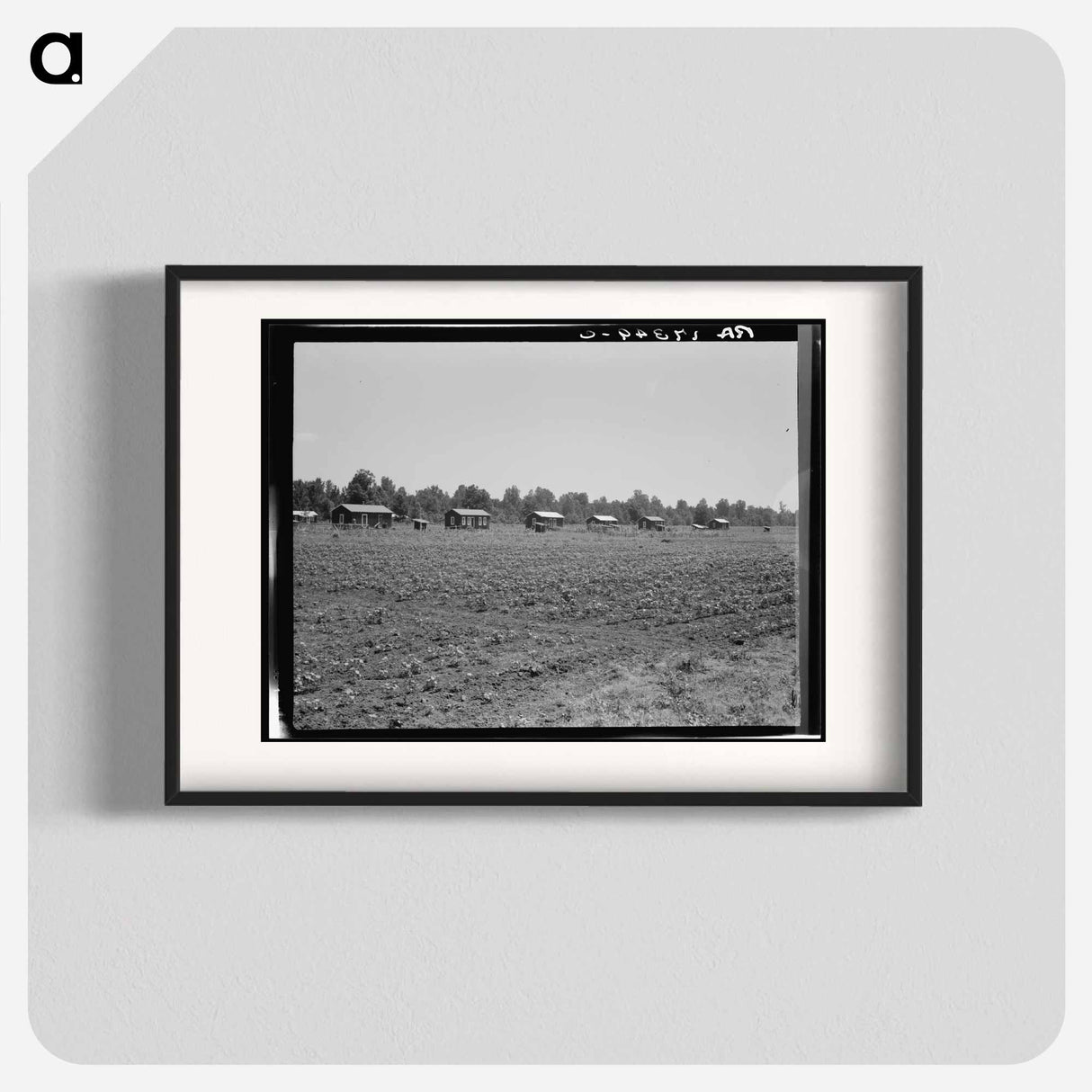 Delta cooperative farm cabins and cotton - Dorothea Lange Poster.