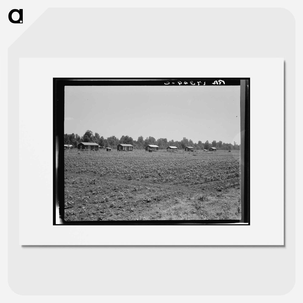 Delta cooperative farm cabins and cotton - Dorothea Lange Poster.