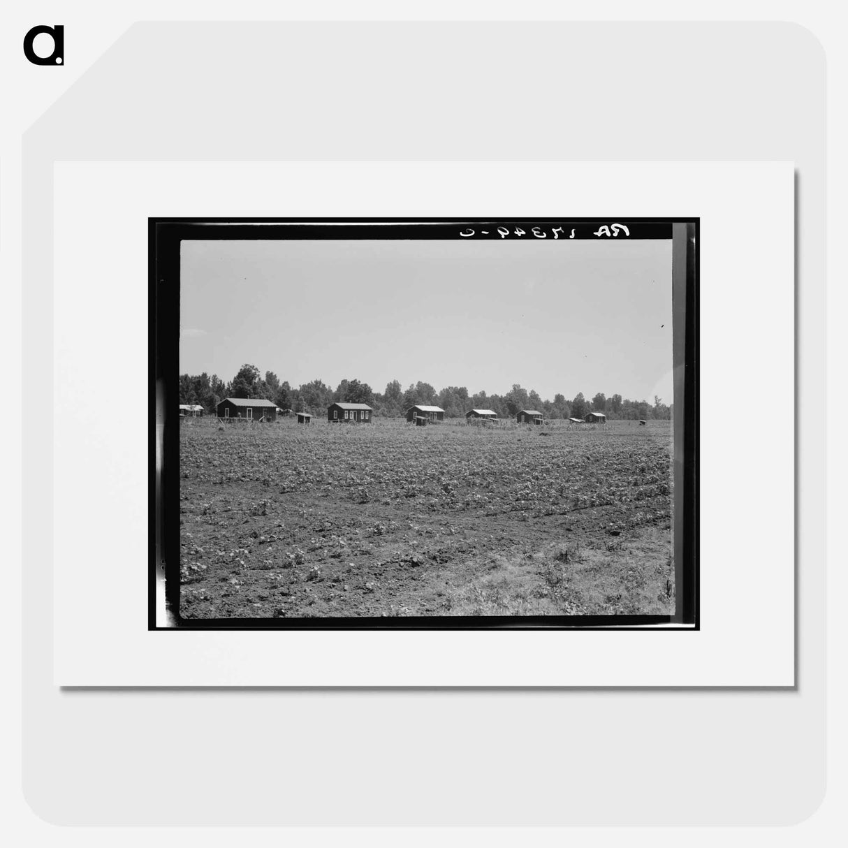 Delta cooperative farm cabins and cotton - Dorothea Lange Poster.