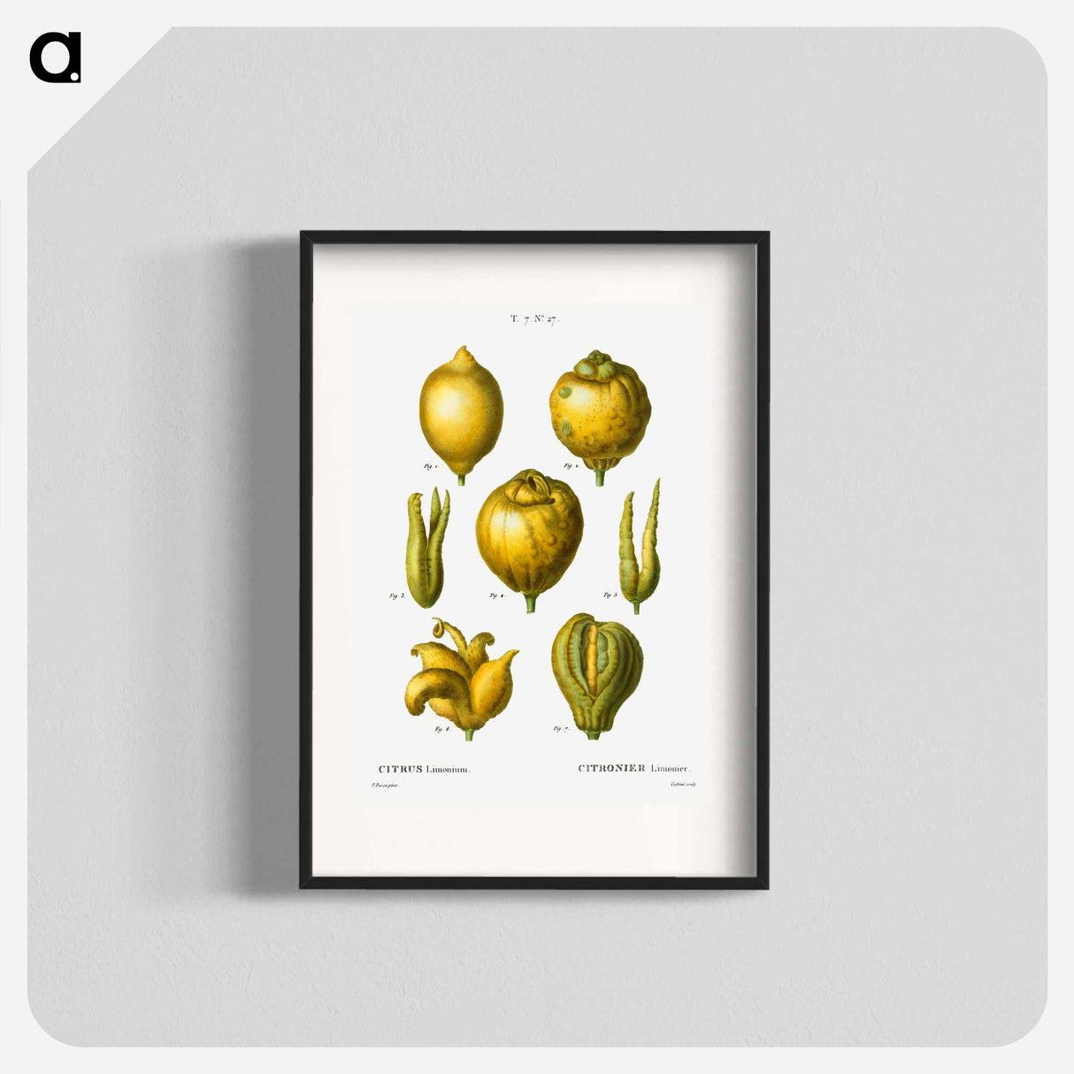 Lemon, Citrus limonium - Pierre Joseph Redouté Poster.