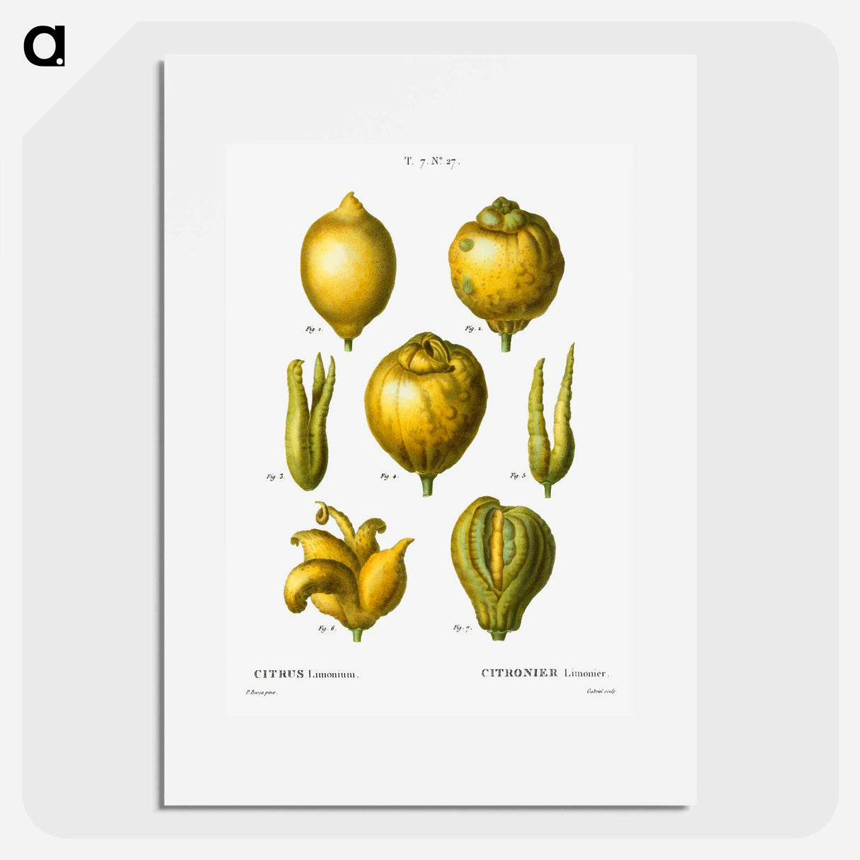 Lemon, Citrus limonium - Pierre Joseph Redouté Poster.