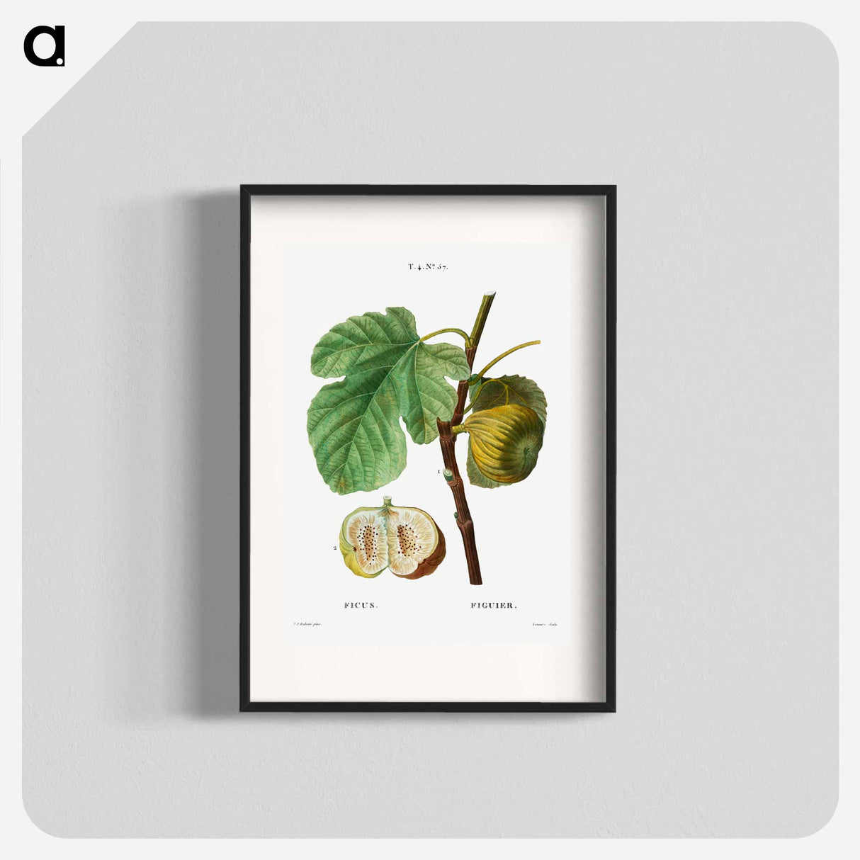 Fig (Ficus) - Pierre Joseph Redouté Poster.