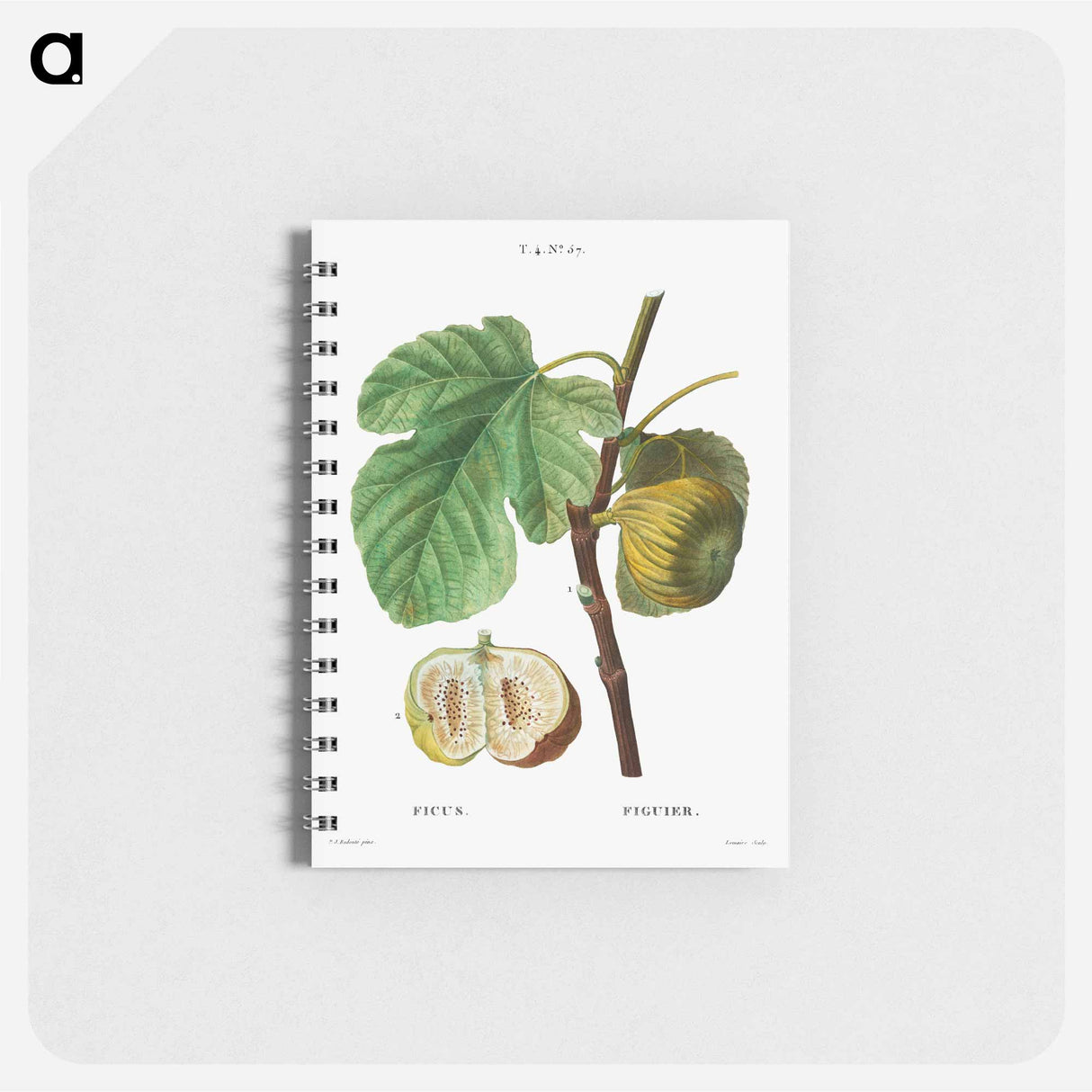 アートメモ帳-Fig (Ficus) - ピエール ジョゼフ ルドゥーテ Memo.