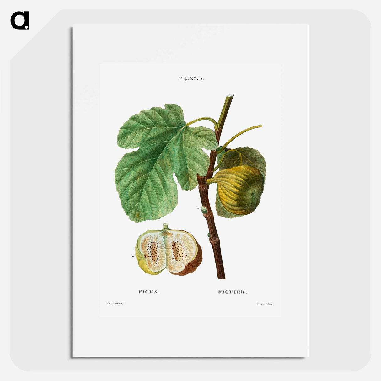 Fig (Ficus) - Pierre Joseph Redouté Poster.