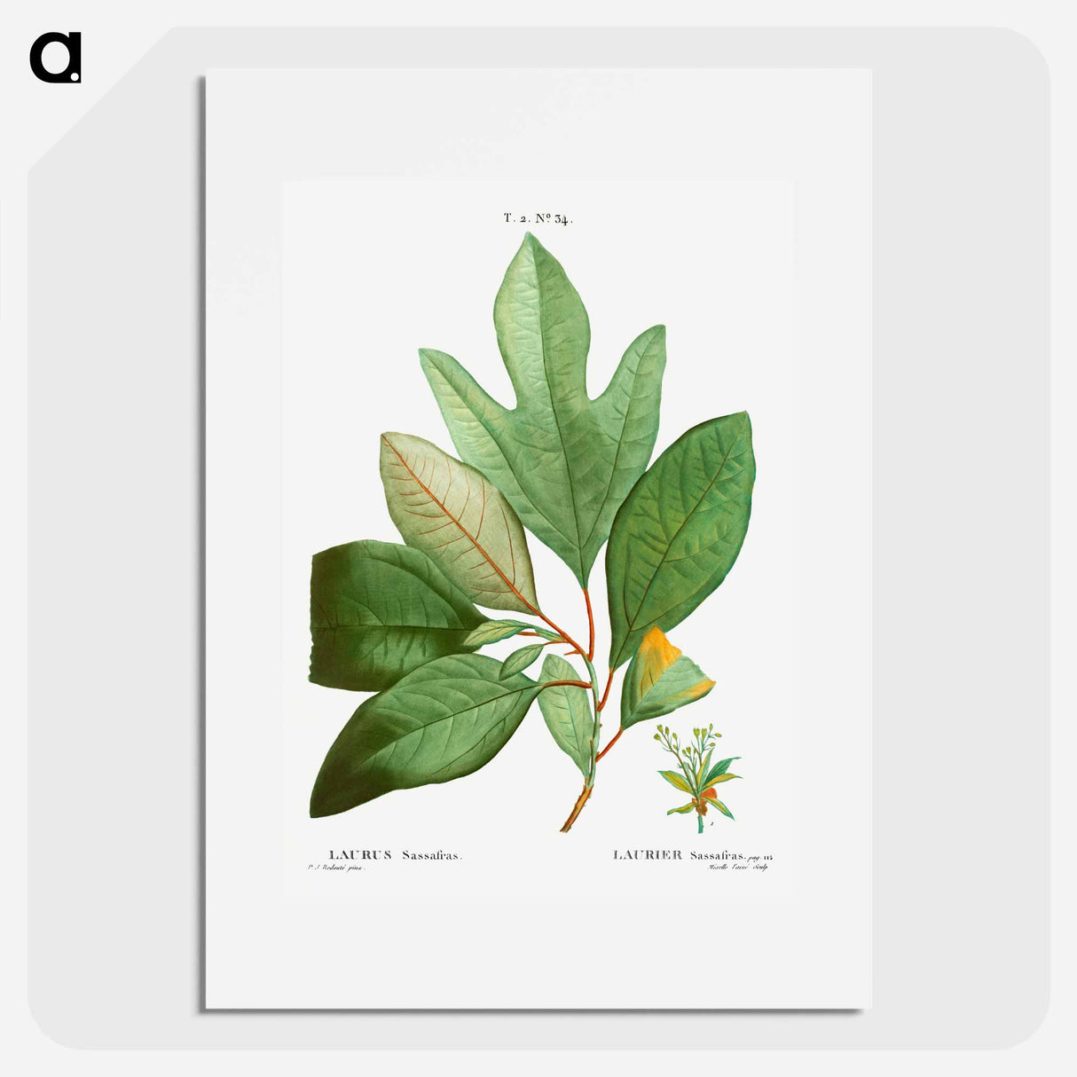 Laurels - Pierre Joseph Redouté Poster.