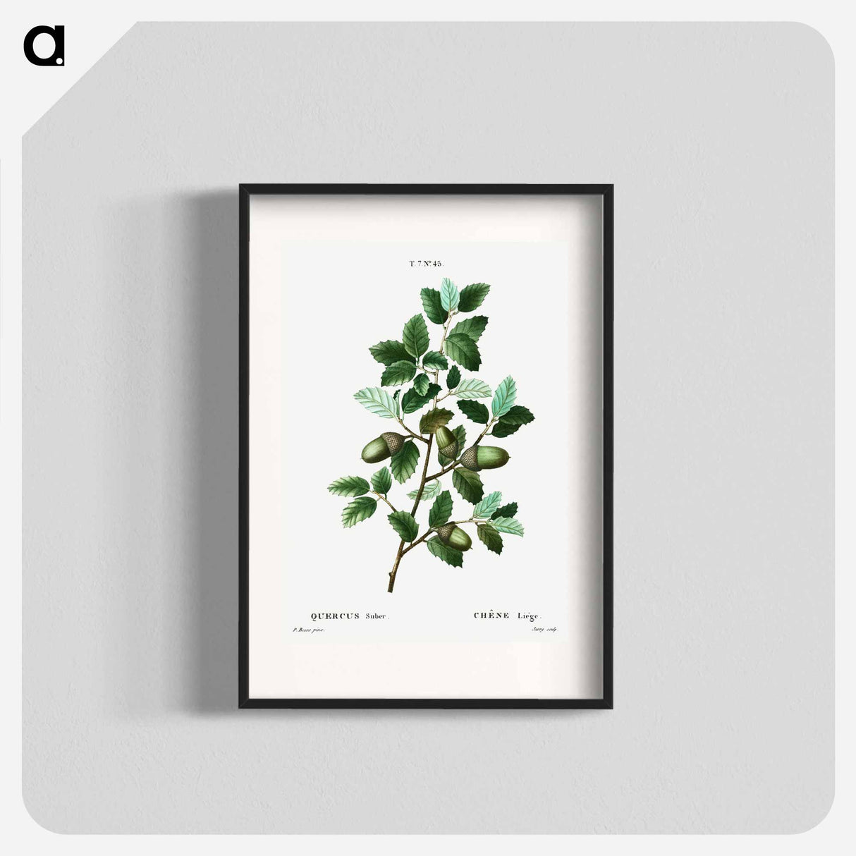 Cork oak (Quercus suber) - Pierre Joseph Redouté Poster.