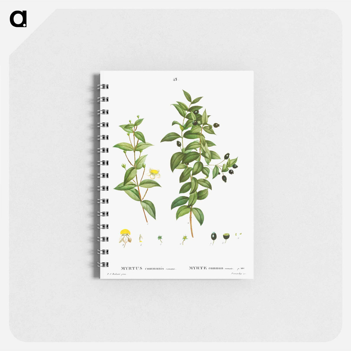 Myrtus communis romana (Myrte commun romain) - ピエール ジョゼフ ルドゥーテ Memo.