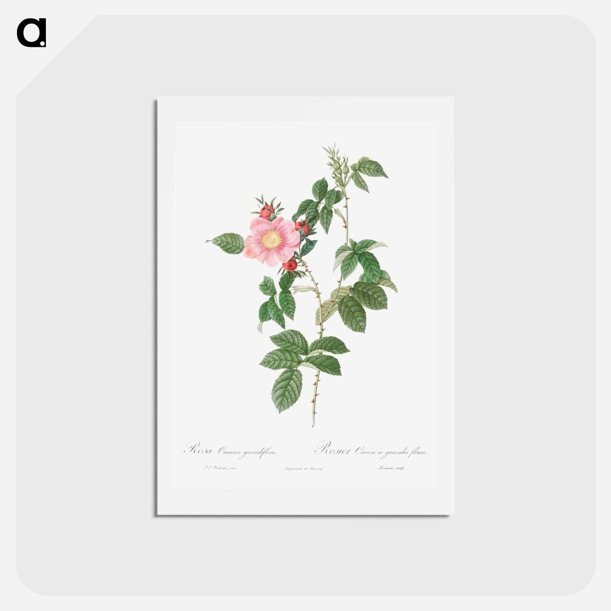 アートポストカード-Dog Rose - ピエール ジョゼフ ルドゥーテ Postcard.